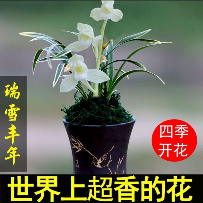 花瑶花 玫绚浓香型四季兰 金边矮种 兰花苗兰花盆栽阳台 好运来 1苗新手试