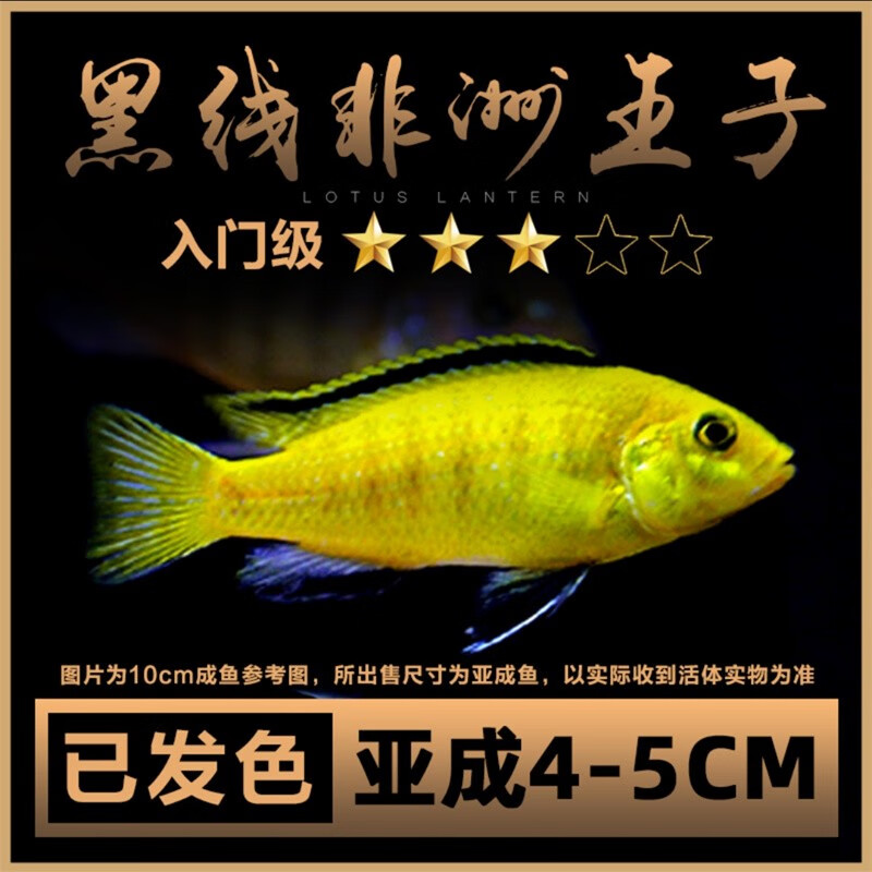 MAGIC WORLD 大匠神彩 三湖慈鲷 观赏鱼 4-5cm黑线非洲王子1条 58.72元包邮（双重