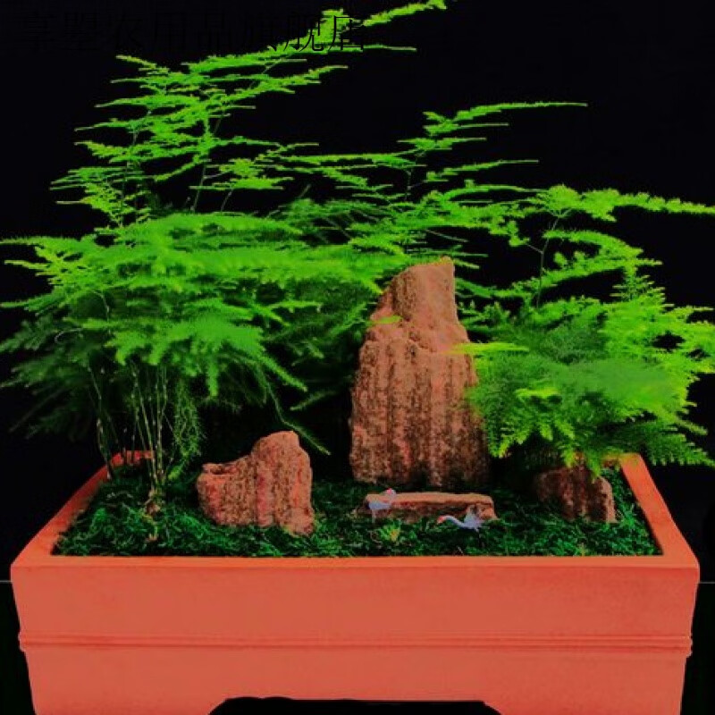 文竹高10-15cm 室内四季常青花卉盆栽 2元
