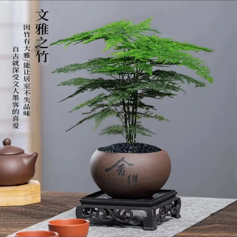 文竹盆栽 室内花卉植物 舍得盆+圆形底座 文竹 36.9元（需用券）