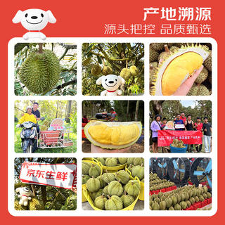 京鲜生 进口金枕新鲜榴莲 2-4个装 净重14斤以上 生鲜水果 289.9元 - 86线报 京鲜生 进口金枕新鲜榴莲 2-4个装 净重14斤以上 生鲜水果 289.9元 - 86线报