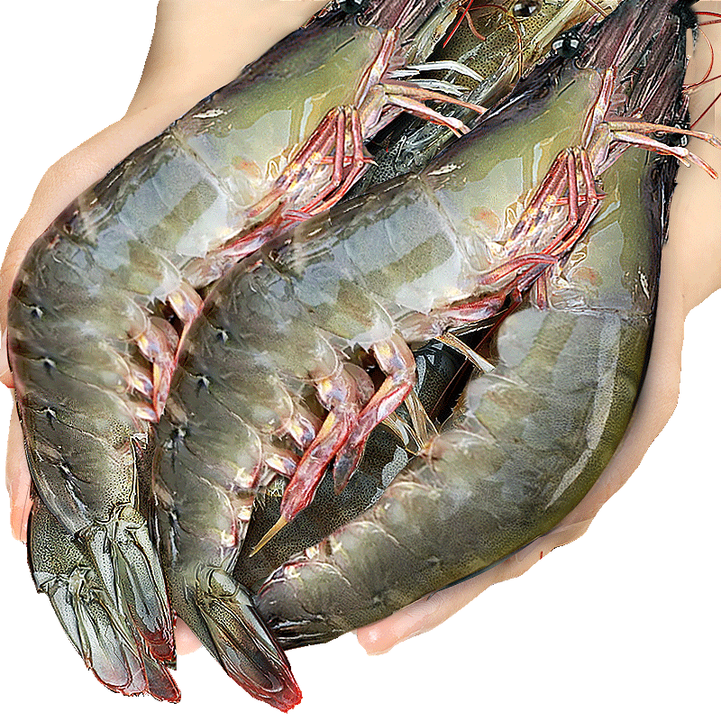 东上御品虾 青岛大虾基围虾鲜活青虾白虾海虾对虾冰虾冻虾生鲜 虾类 海鲜 