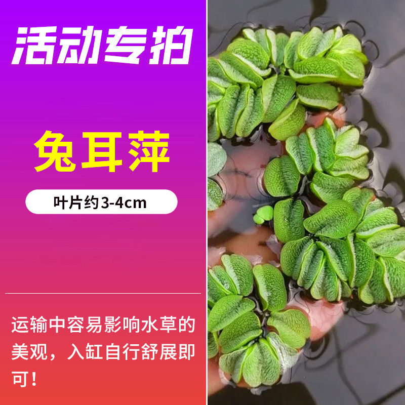 青色水景 前景草爬地矮珍珠鱼缸水草植物真草活净水阴性草无菌杯牛毛 2.9