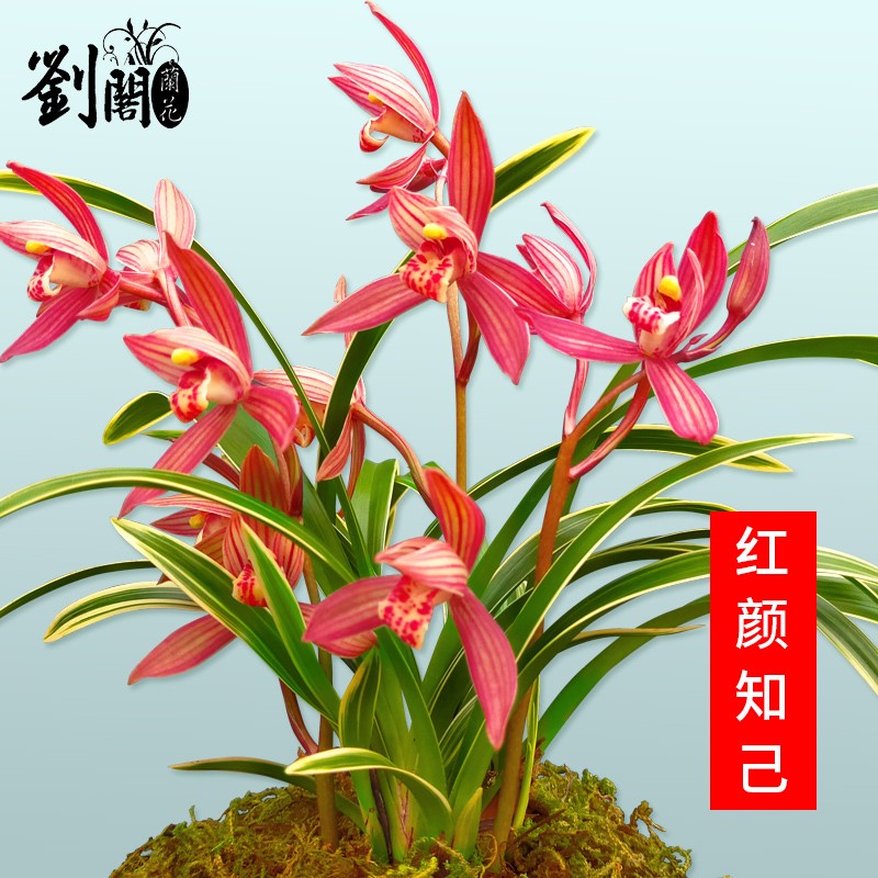 劉閣蘭花 兰花苗红草红香妃冬带浓香花苞出售室内外绿植物花卉盆栽 红颜