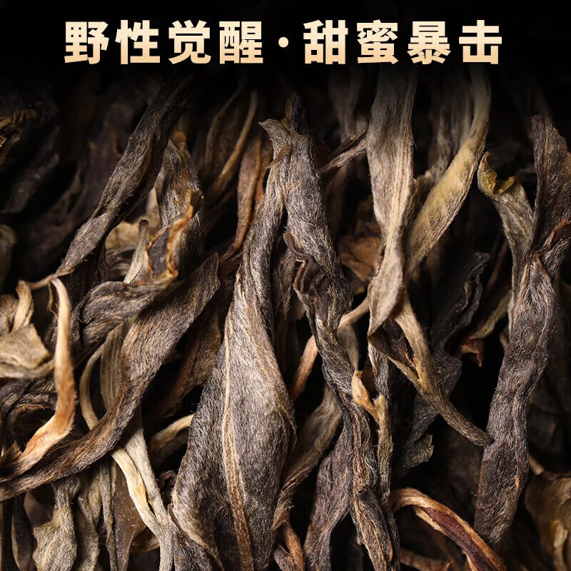 勐洛小寨 云南忙麓山2024新茶昔归早春普洱茶生茶古树散茶生普茶叶头春 精