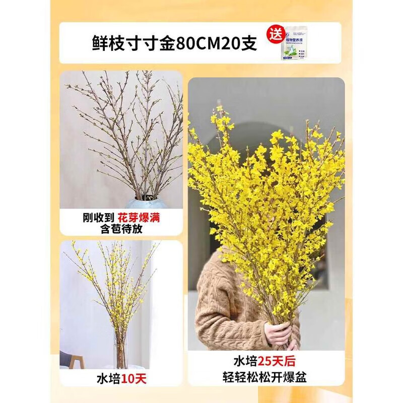 年宵花卉 鲜枝寸寸金80cm20支 61.62元（需用券）