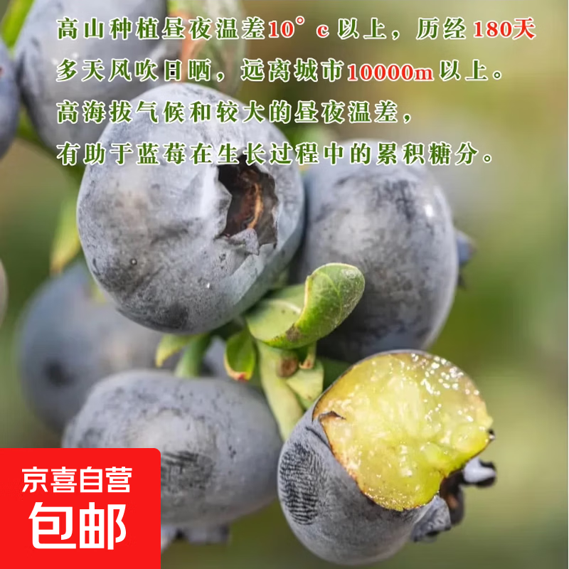 京喜加 国产云南蓝莓 花香蓝莓15mm+ 2盒装 9.9元（需用券）