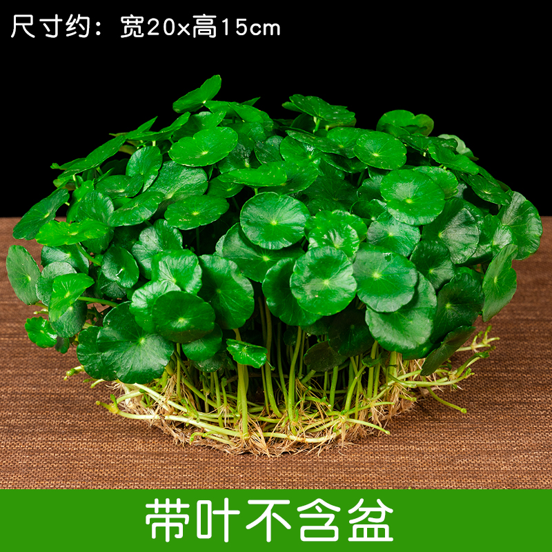 鑫干和 铜钱草水培盆栽 一盆不含盆约300株 2.9元