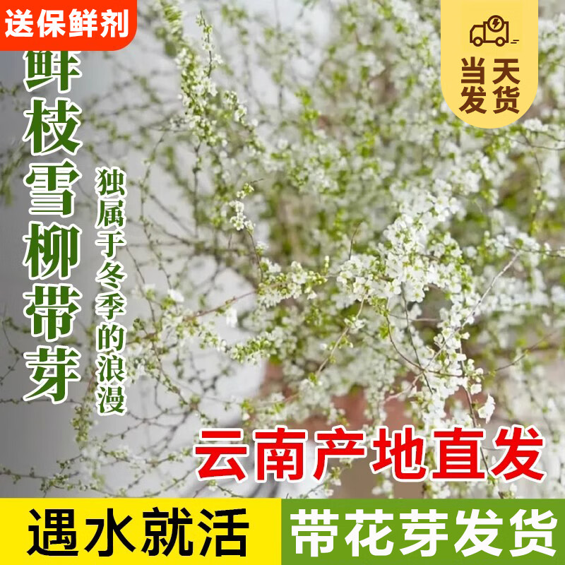 京东百亿补贴：KaiShiguo Plants 开时果 【带花芽发货】60-80cm雪柳10枝 （加赠 