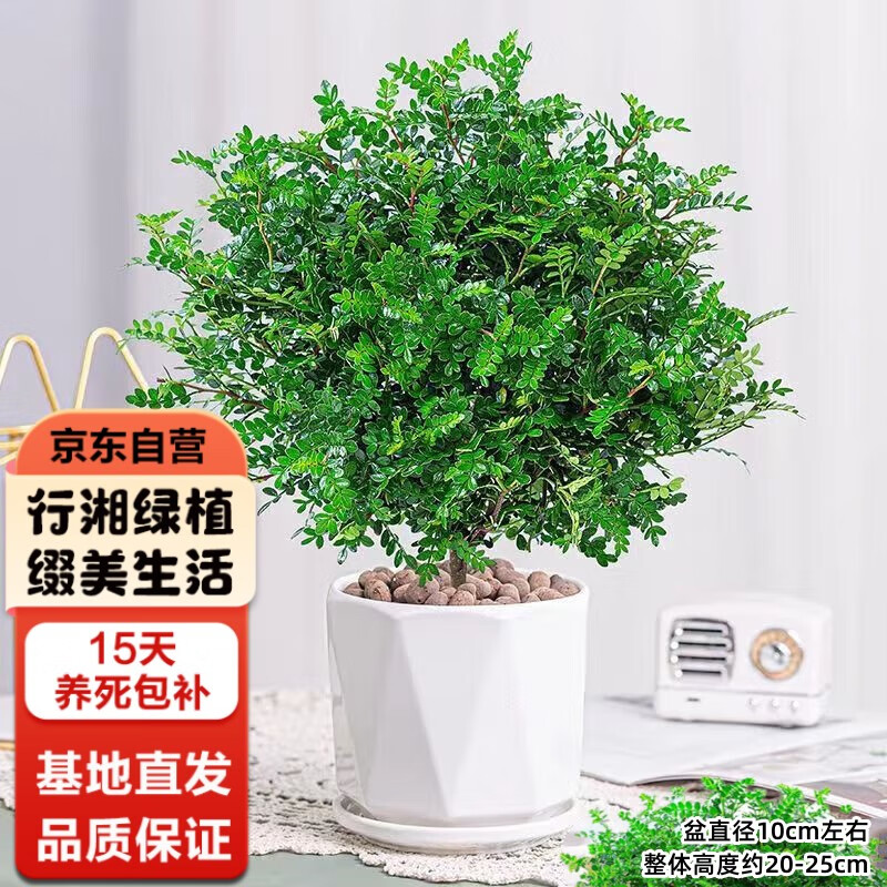 行湘 清香木胡椒木绿植盆栽桌面绿植小清香胡椒木+菱形陶瓷盆 源头直发 25.