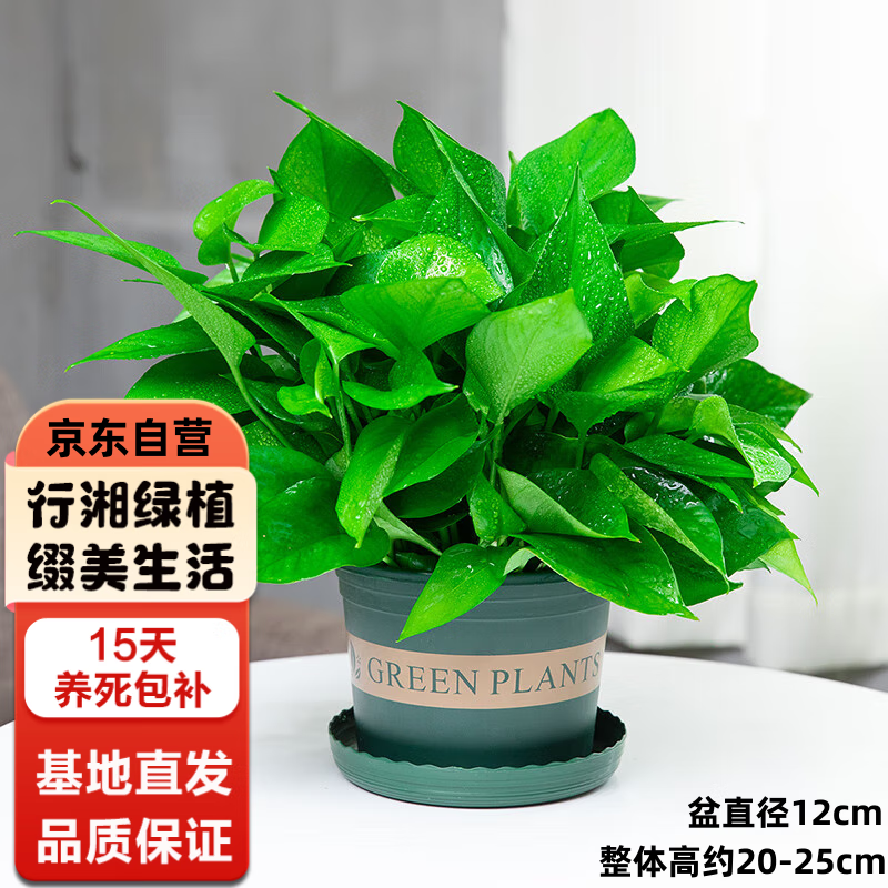 行湘 绿萝盆栽绿植盆栽室内植物花卉植物 绿萝1盆+0.5加仑盆 源头直发 9.9元