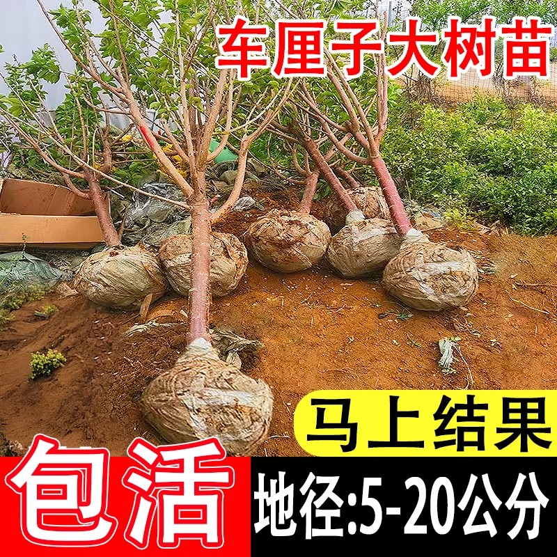 特大车厘子树苗嫁接大樱桃树苗果树南北方种植庭院别墅四季果苗 15.13元