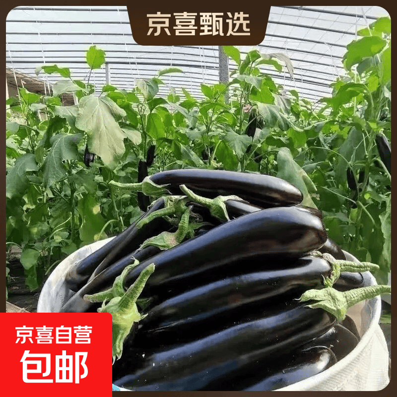 山东紫皮长茄现摘现发买菜新鲜蔬菜生鲜 山东紫皮长茄 2斤 带箱 1.99元 - 线报酷