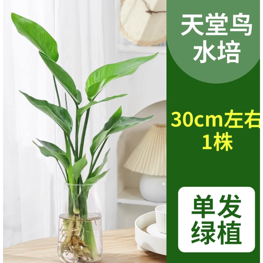 爱你一万年 天堂鸟盆栽花卉 天堂鸟高30-40cm 8.8元（需用券）