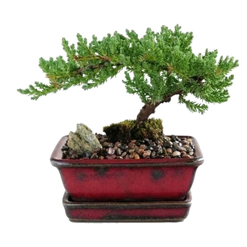 花无痕 迎客松造型盆栽 30cm 14.4元