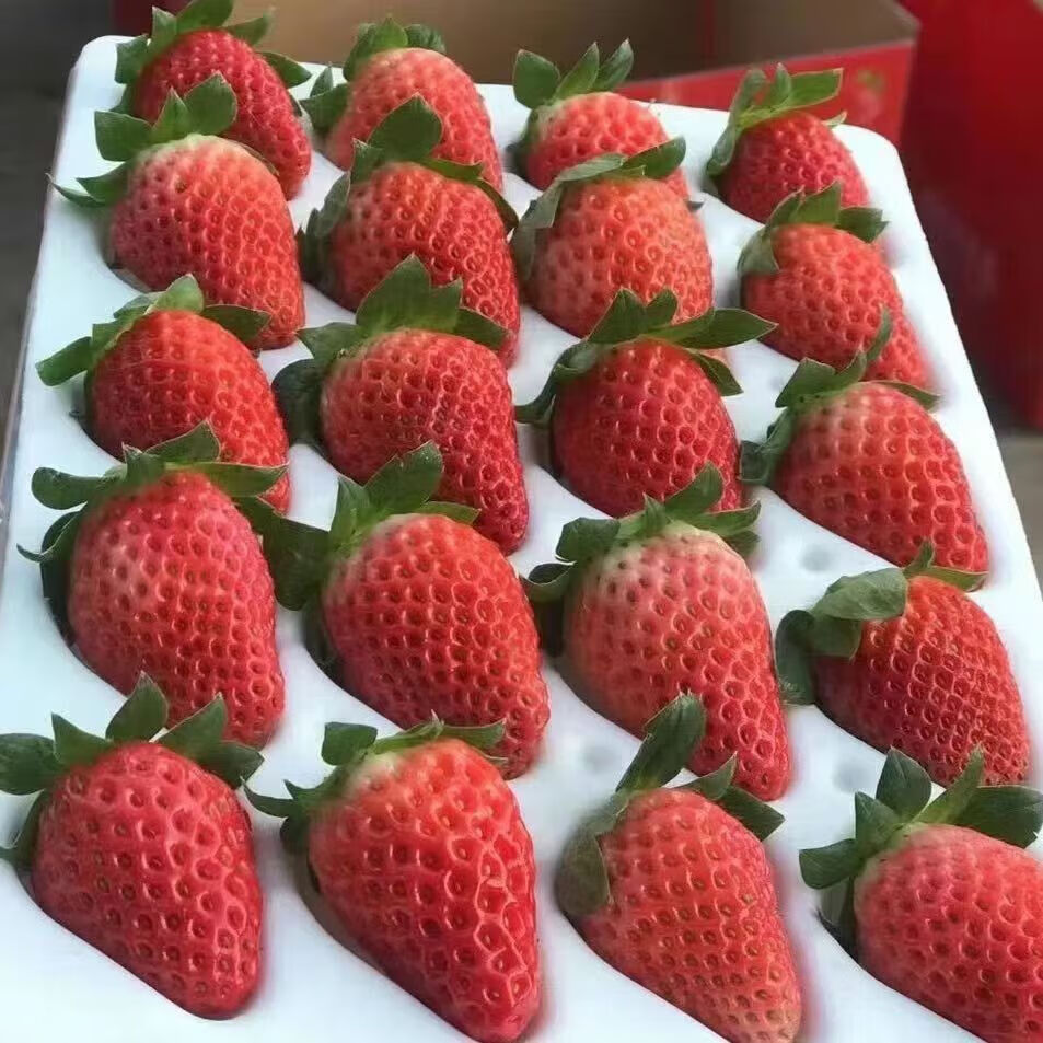 梦芷 大凉山奶油草莓 不支持多地址下单 红颜草莓新鲜 新鲜奶油草莓 2.5斤