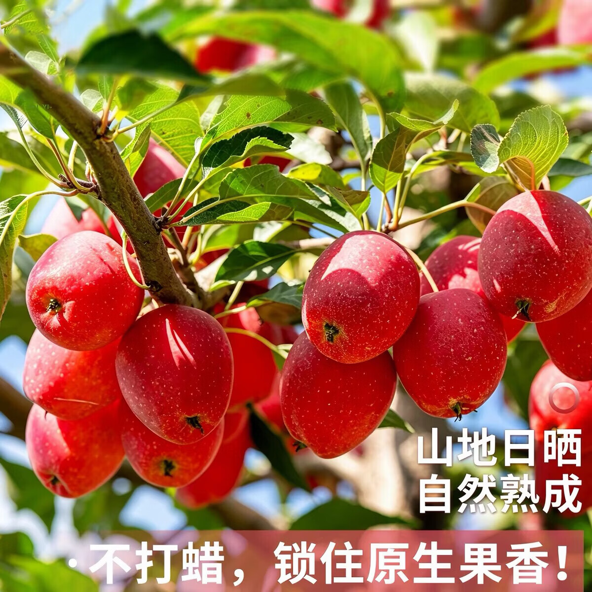 京喜加 东北 沙果 带箱3斤 净重 2.5斤 直径 30mm 11.9元 - 清风线报