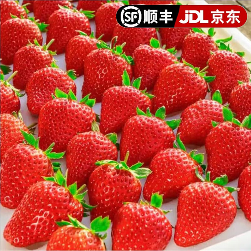 田良季 红颜99奶油草莓甜草莓送礼品物盒 5斤 特大果（单果20-25g） 64.9元包