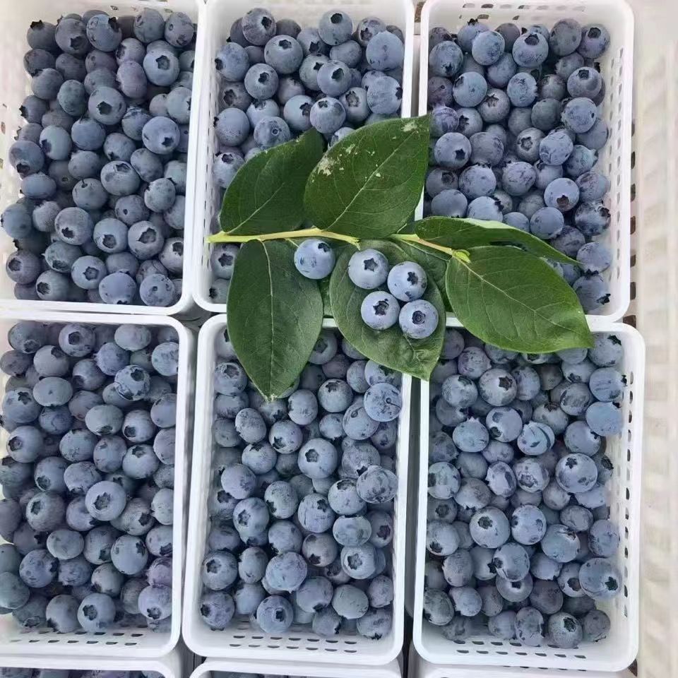 柚萝 特大果 新鲜蓝莓 125g/2盒 果径15-18mm 京东快递 19.33元（需买3件，需用券
