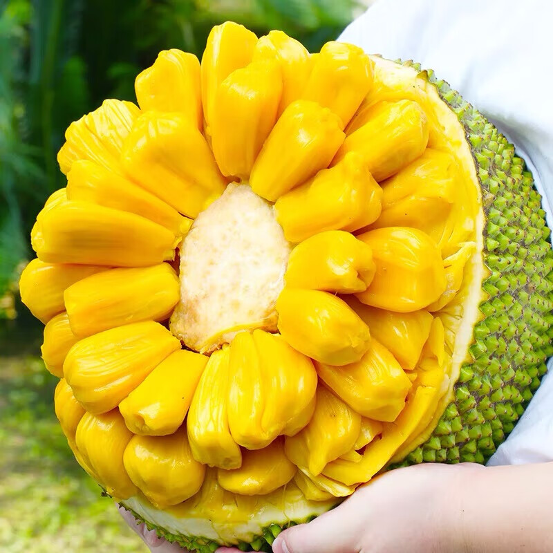 海南黄肉菠萝蜜整个 10-15斤 40.8元（需用券）