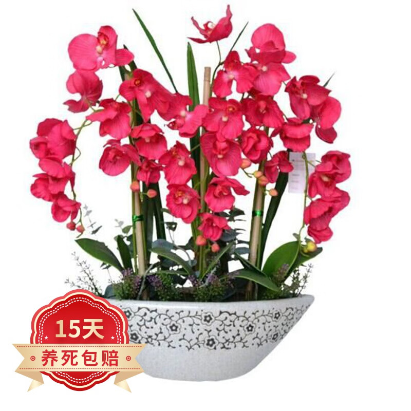 欧悟 蝴蝶兰花苗盆栽室内观花植物桌面阳台年宵花卉四季开花绿植花卉 紫