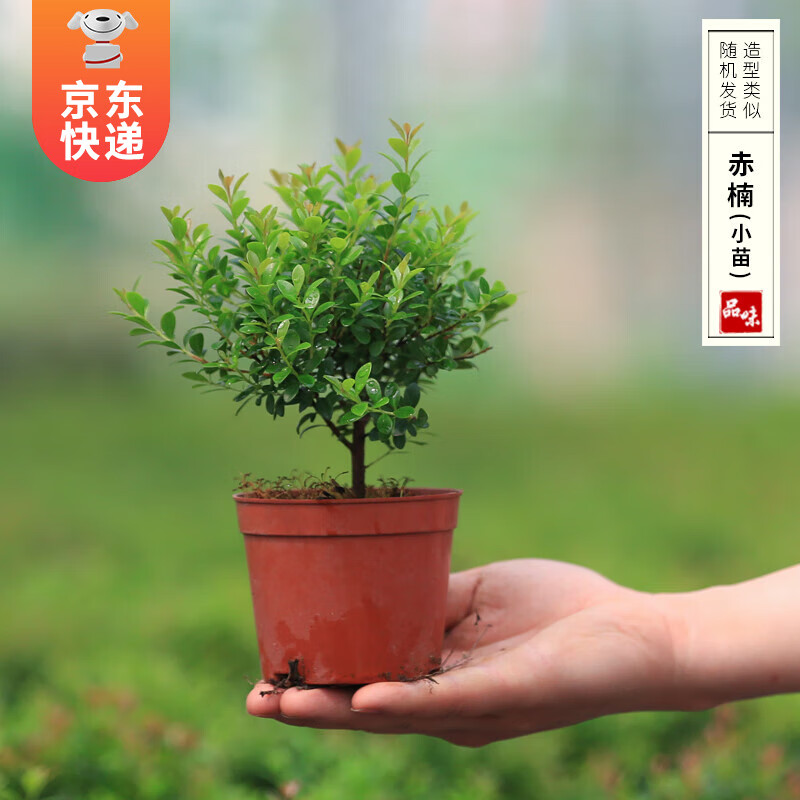 开时果 小叶赤楠盆栽 小杯 4.9元包邮