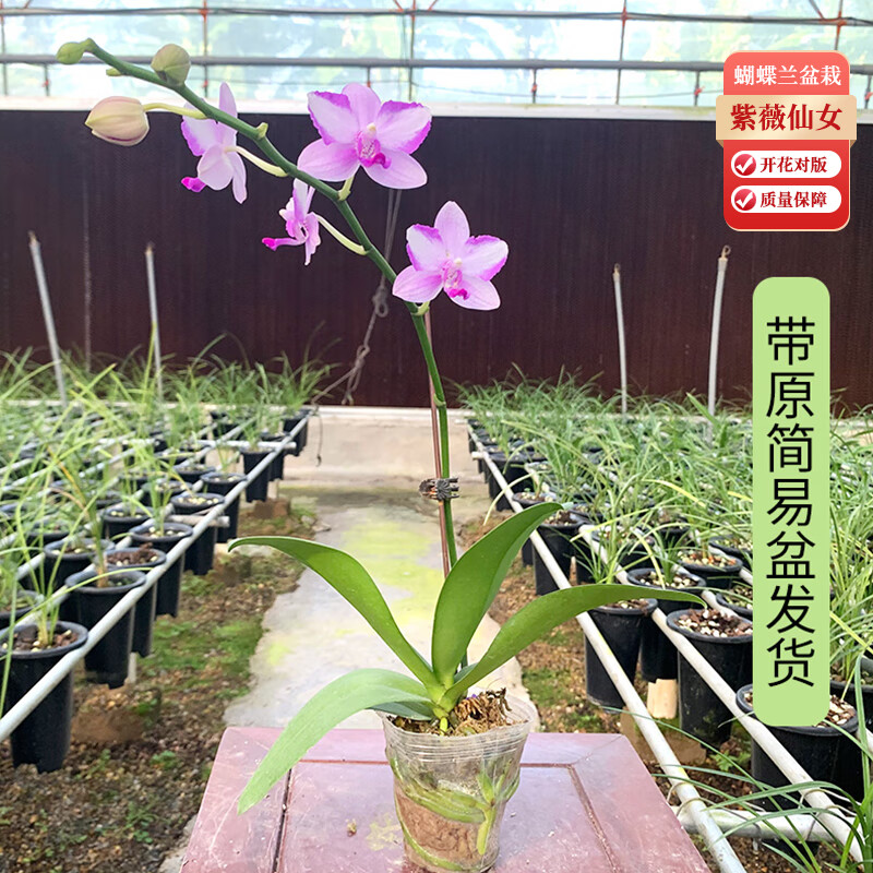 劉閣蘭花 紫薇仙女 蝴蝶兰盆栽 1株不带花 带培养盆 26.9元（需用券）