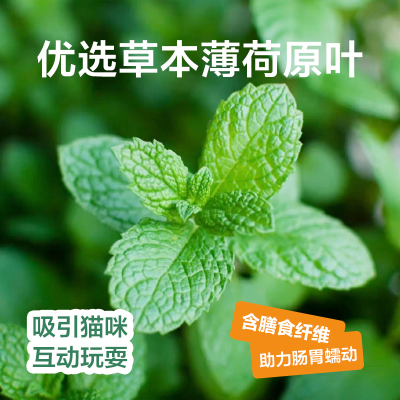 YANXUAN 网易严选 猫薄荷饼干猫草粒磨牙棒幼猫零食营养增肥专用猫咪零食 49