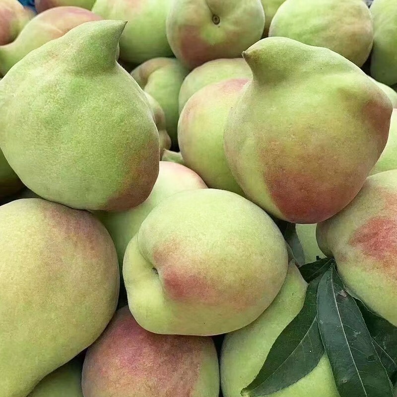 韶云山云南蒙自高原鹰嘴桃5斤单果约2两349元需用券