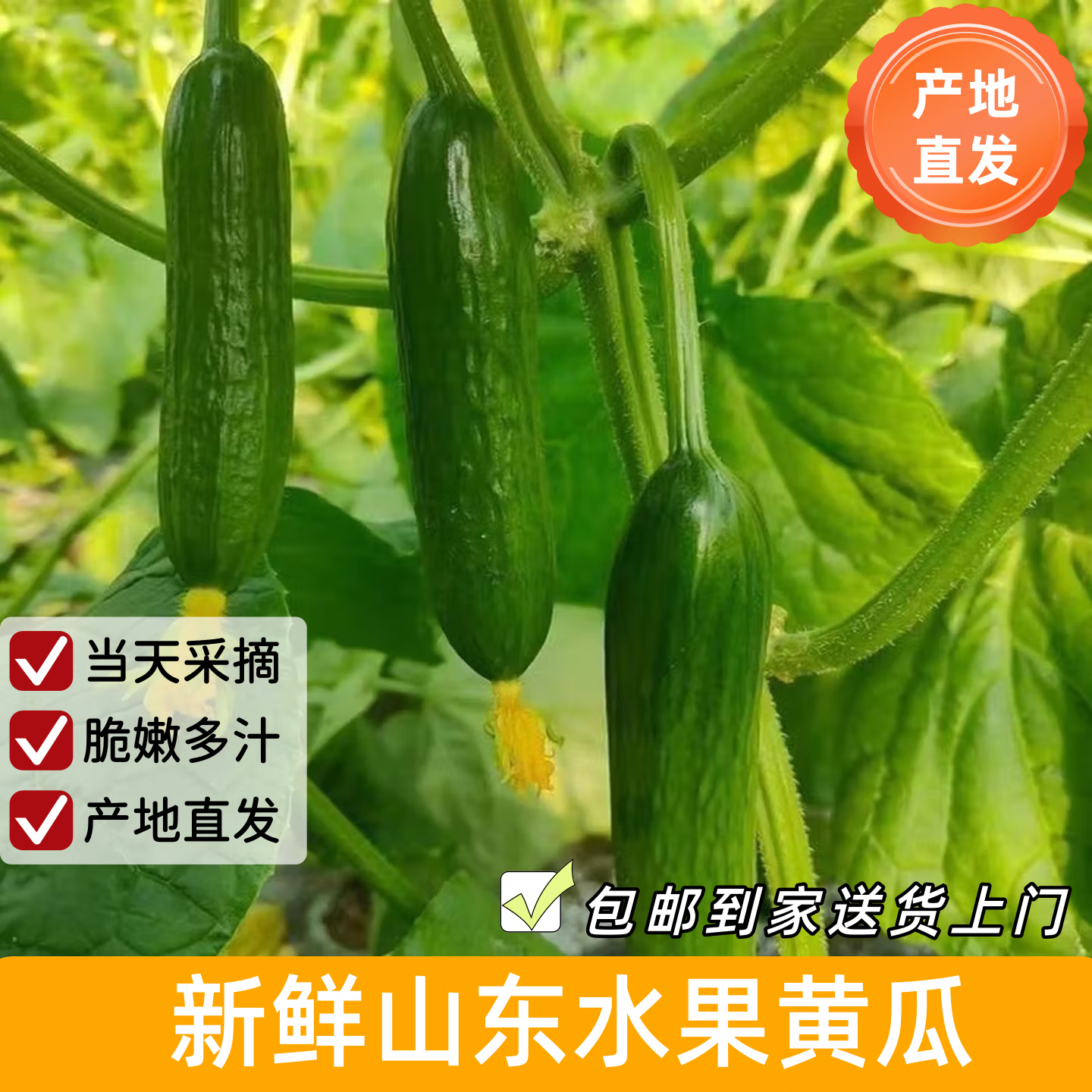 京鲜生 山东水果小黄瓜 净4.5斤 单果70g+ 12.9元（需用券）