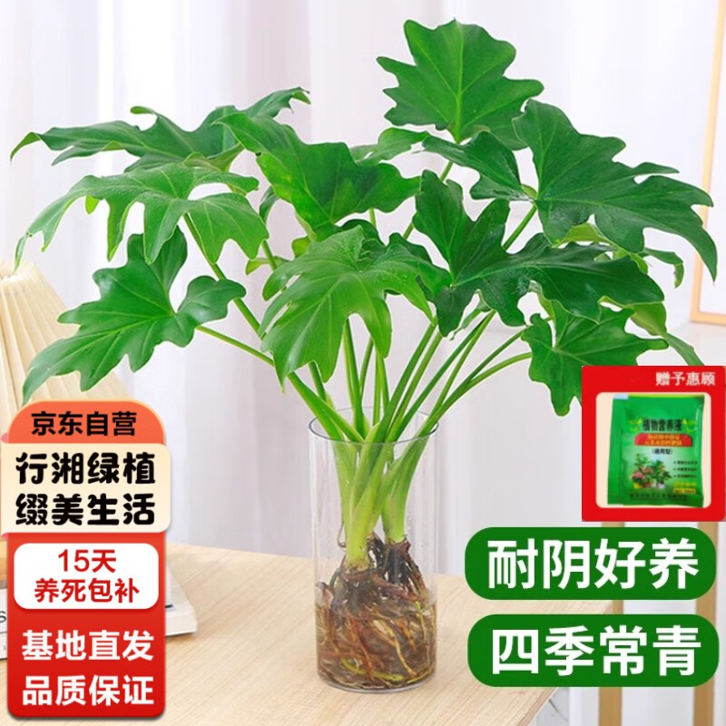 行湘 水培绿植盆栽盆景桌面观叶植物春羽3株30-35cm不含瓶+液 源头直发 16.47