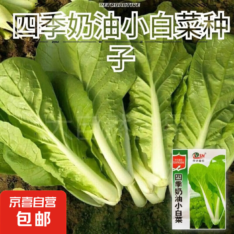 小白菜种子速生高产快菜种籽四季小青菜小白菜种籽 1包约1000粒 0.01元