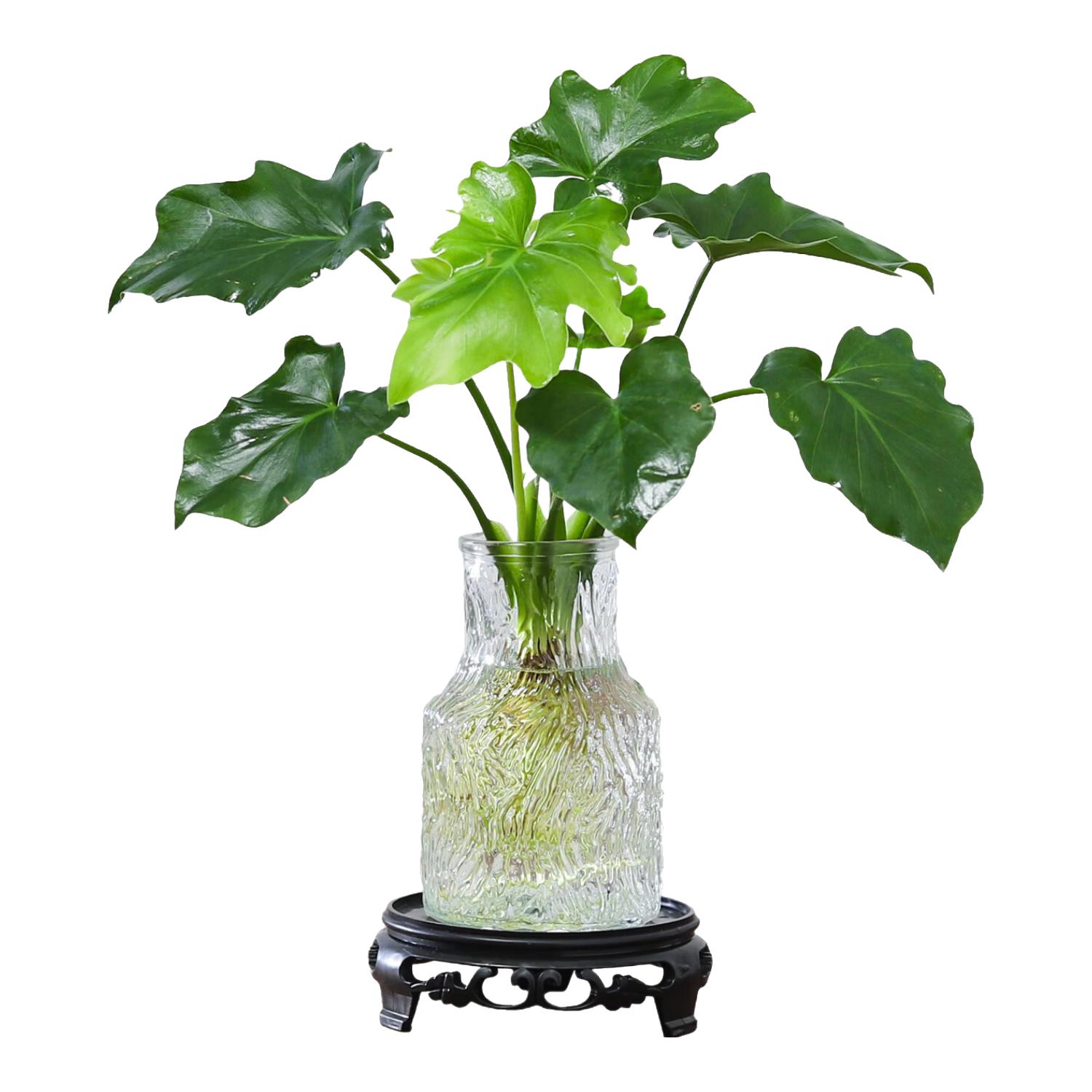 移动端、京东百亿补贴：八芽 文竹盆栽懒人水培植物 春羽-波浪瓶-密胺托盘