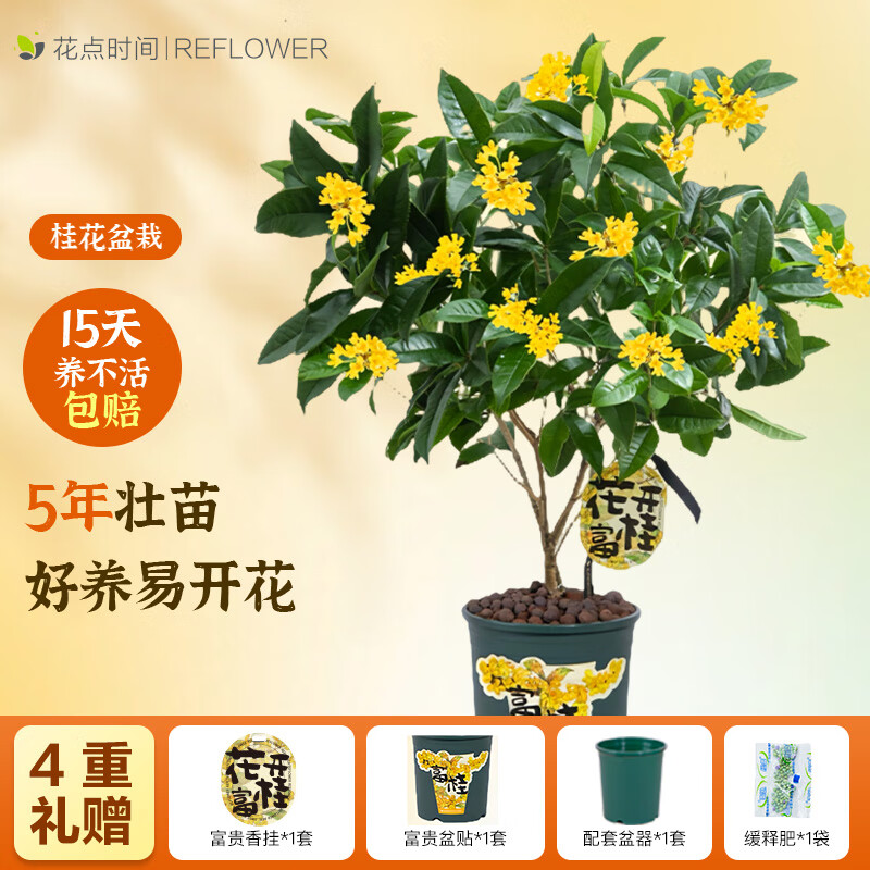 花点时间 四季桂花树盆栽 花开富桂 爆花款-5年壮苗 59.9元（需领券）