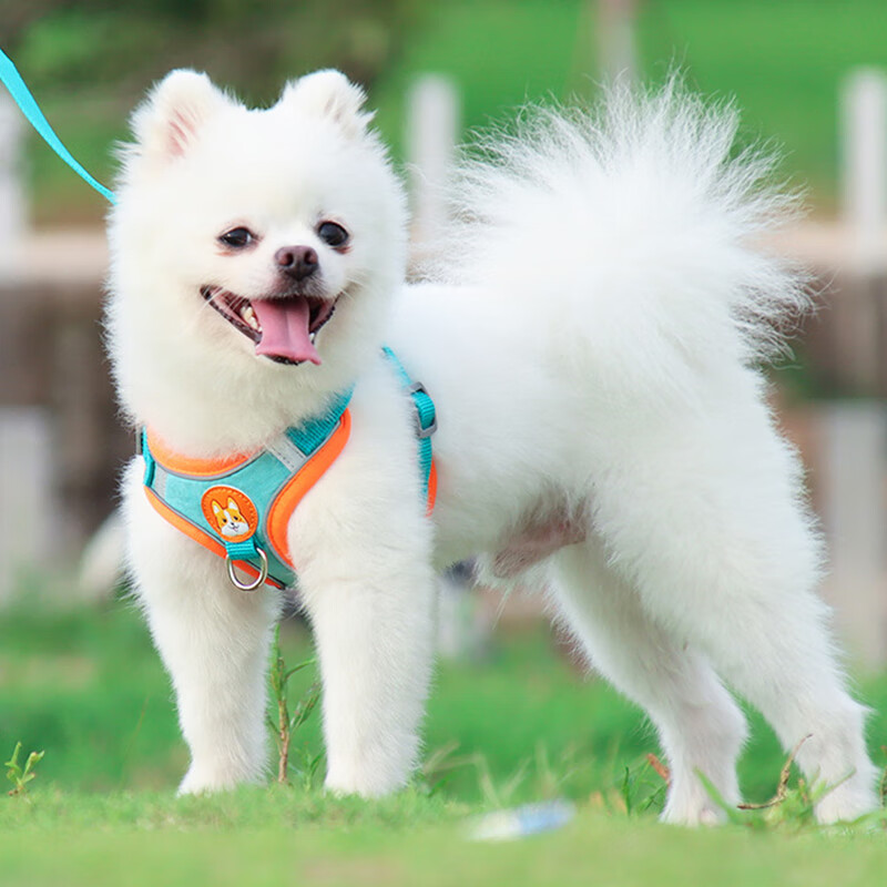 茨格曼 格曼 狗狗牵引绳狗绳遛狗绳胸背带套装S码小型犬泰迪比熊小狗牵狗