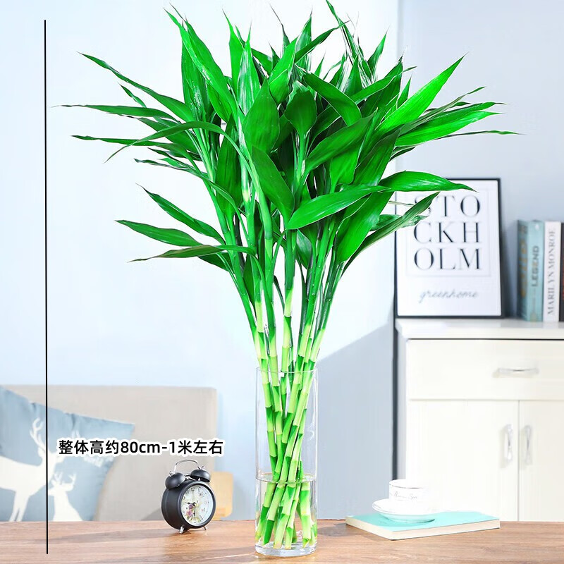 行湘 富贵竹水培植物绿植 富贵竹10支80cm-1米高源头直发 25.8元