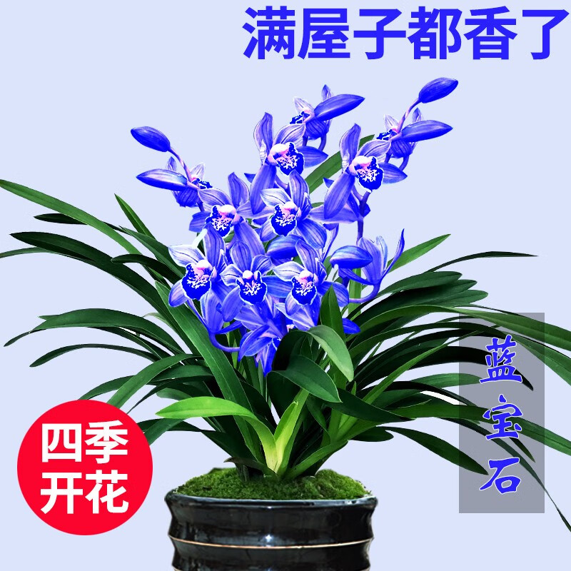 劉閣蘭花 蓝宝石 兰花盆栽 2苗连体 黑色盆 5.22元