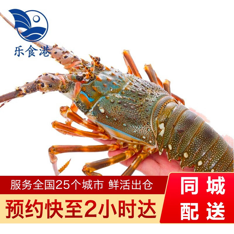 乐食港 鲜活小青龙活虾青龙虾仔（5-6两/4只）海鲜水产 547元