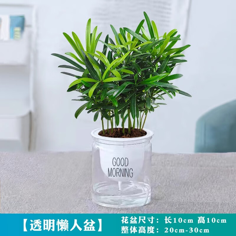 移动端：爱你一万年 迷你罗汉松花卉盆栽绿植造型盆景室内办公水培好养四