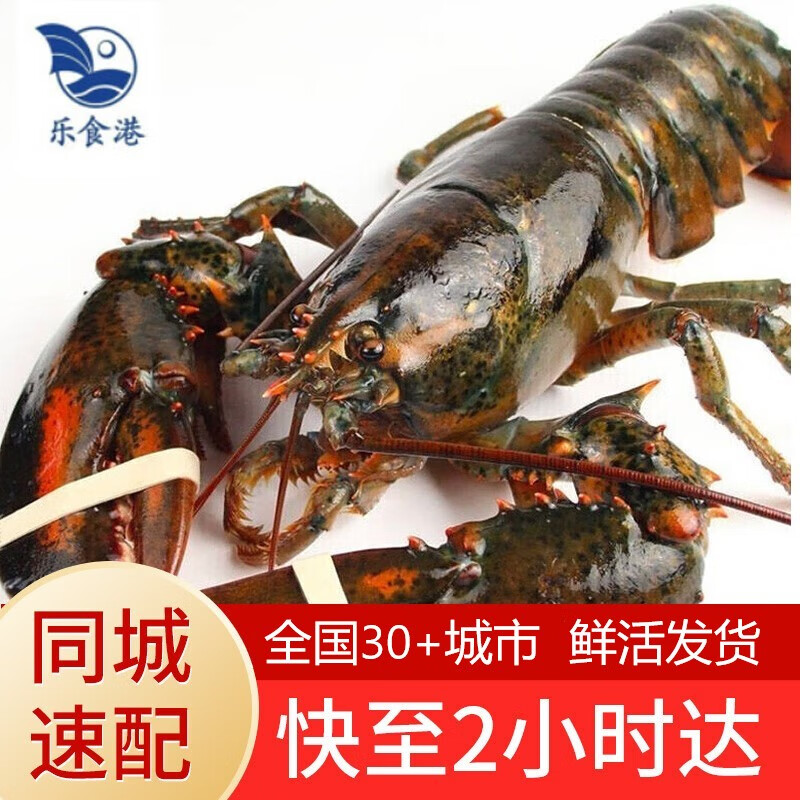 乐食港 波士顿鲜活大龙虾 650g-750g/只 238元