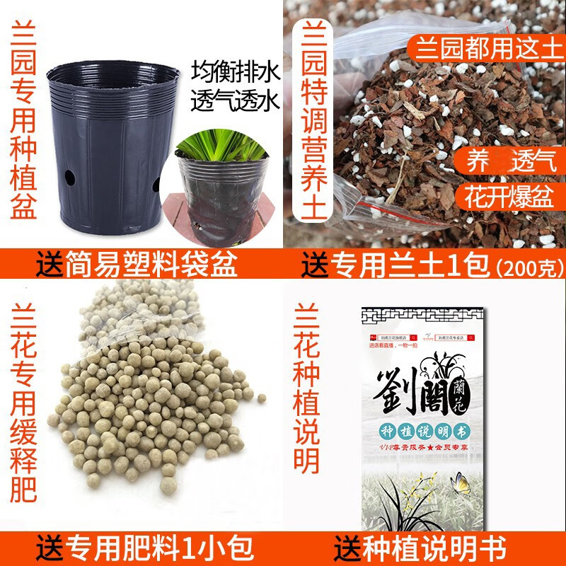 劉閣蘭花 建兰七彩玲珑 2苗带花苞 含盆土肥说明书 盆栽 6.07元 - 清风线报