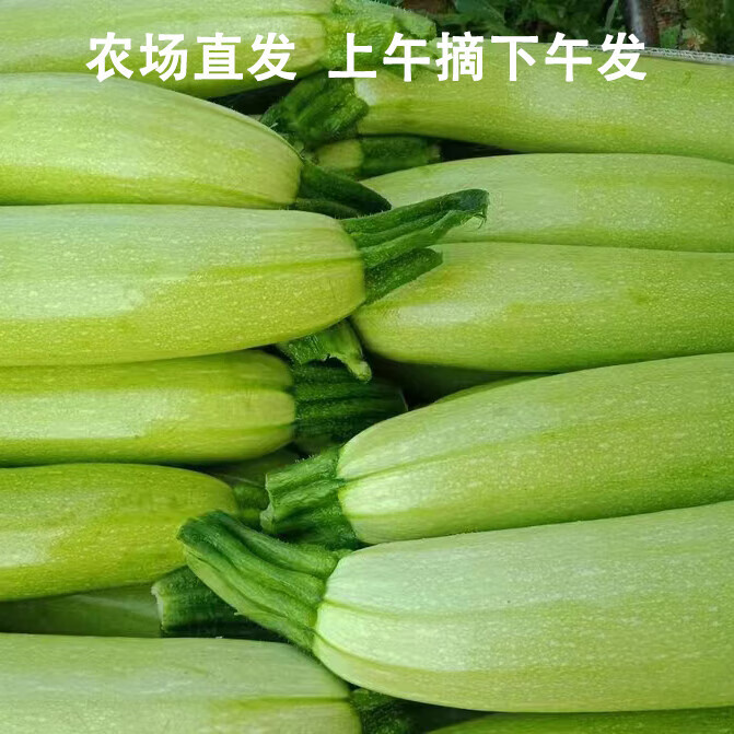 京喜加 农家新鲜西葫芦农家自种蔬菜 2斤 2.9元（需用券）