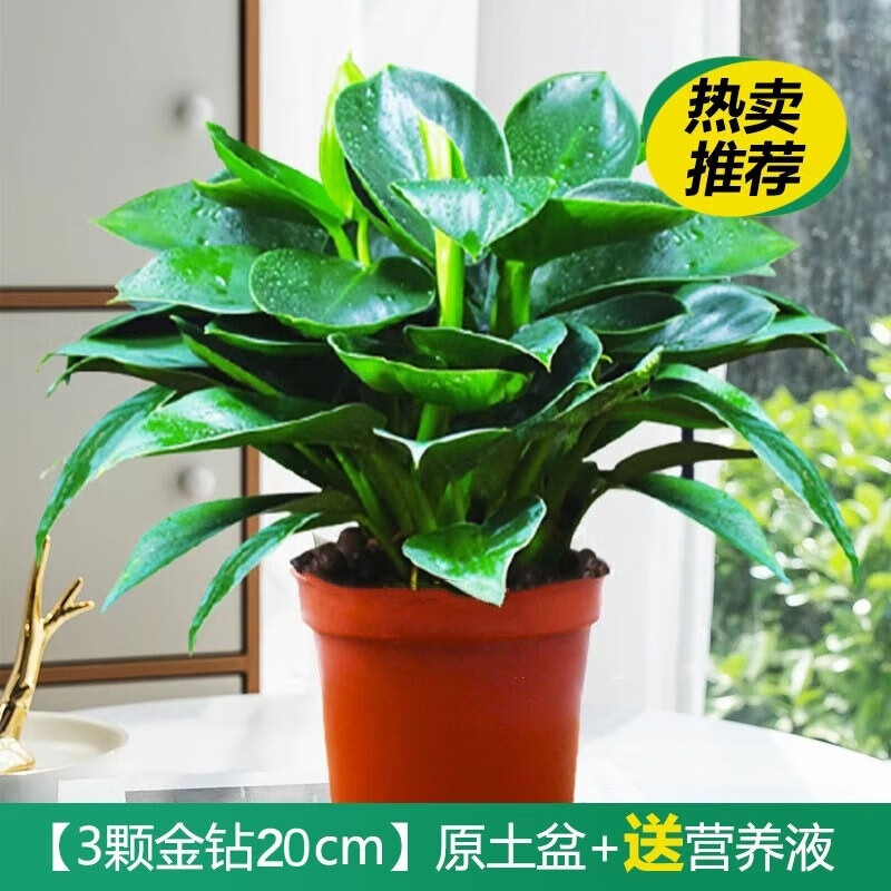 懒大姐 金钻盆栽植物 20cm 原土盆 3颗 6.1元