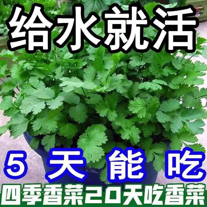 others 其他 蒙力克 Monlik 耐热香菜种子 1000粒 盆栽 7.8元