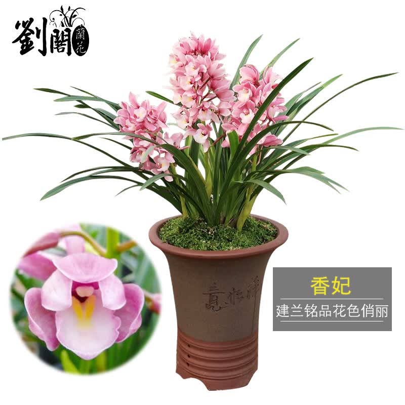 劉閣蘭花 兰花苗 香妃 2苗加盆土肥 有香味的夏带花苞出售室内外花卉绿植盆栽草观花植物 6.4元 - 线报酷