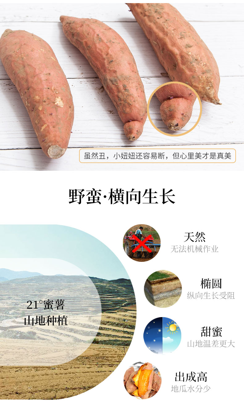 专业级烤薯、甜度≥21：5斤 壹亩地瓜 21°蜜薯 红薯 券后14.9元包邮 买手党-买手聚集的地方