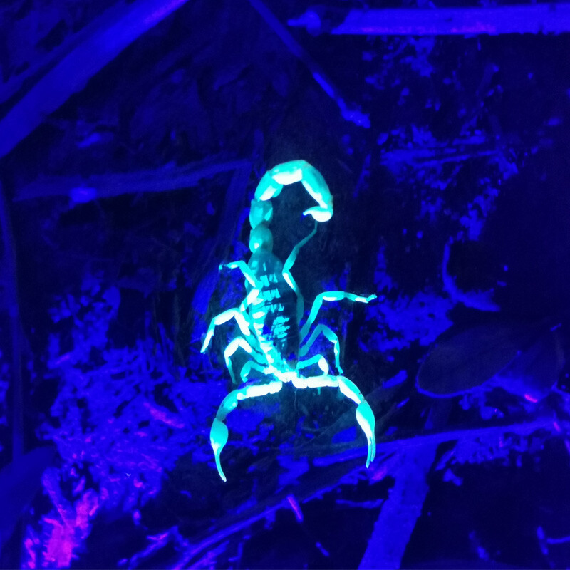 SHENYU 神鱼 蝎子灯双光源 LED照捕捉抓蝎子专用手电筒可充电强光远射紫光灯 62.1元