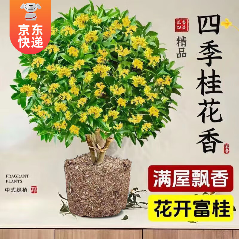 KaiShiguo Plants 开时果 四季桂花盆栽树苗浓香型 精品四季桂+原土 ￥15.9