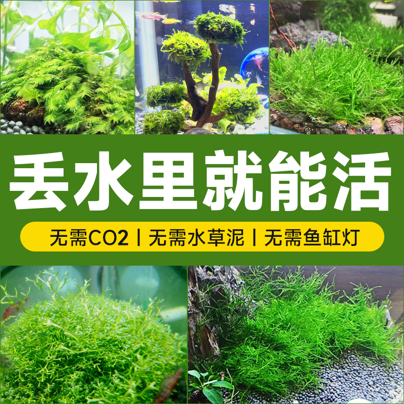 yee 意牌 莫斯水草树鱼缸造景水草植物鱼缸大三角莫斯珊瑚水草慕斯阴性真