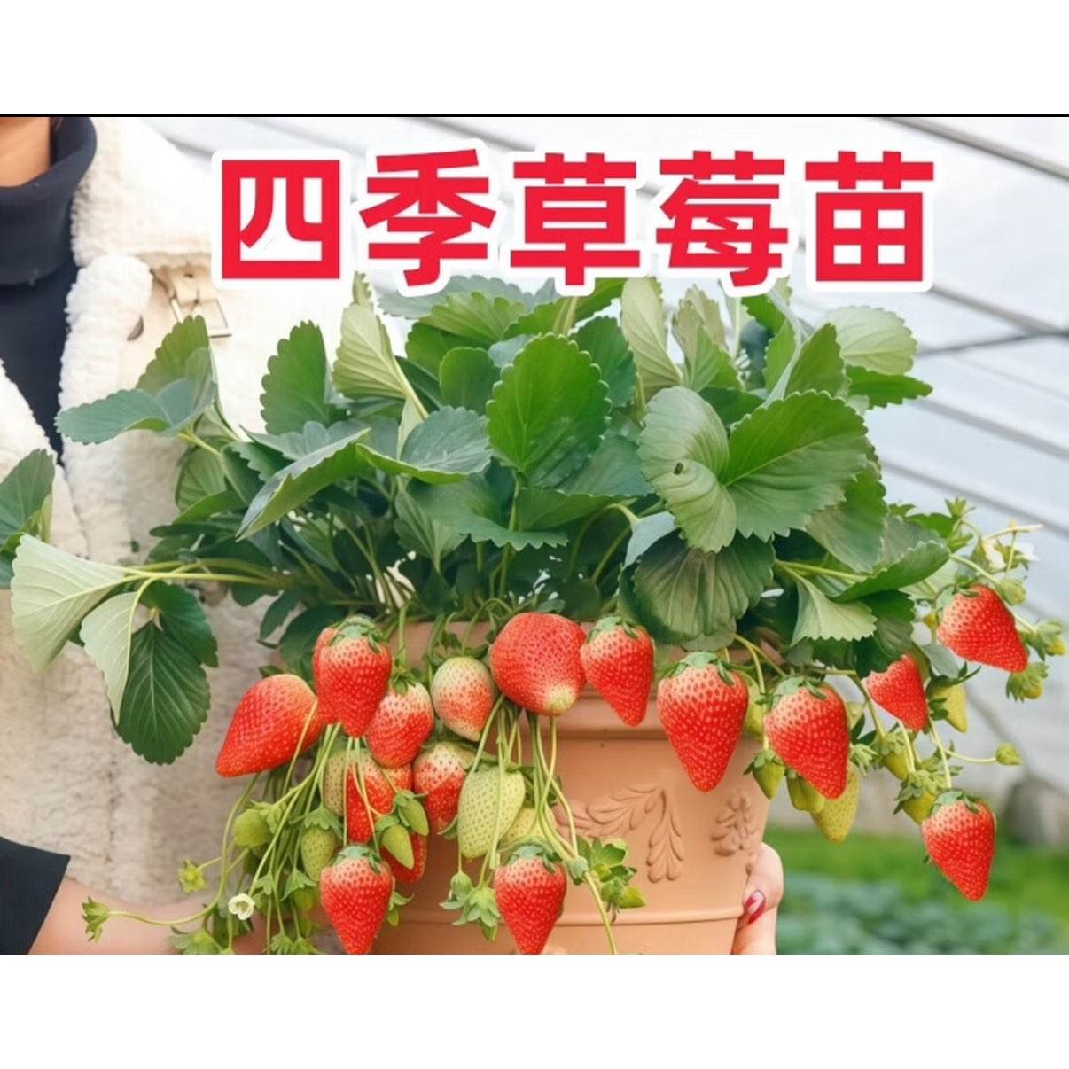 盆栽当年结果奶油草莓 苗【2盆装】 3.49元(合1.75元/盆)